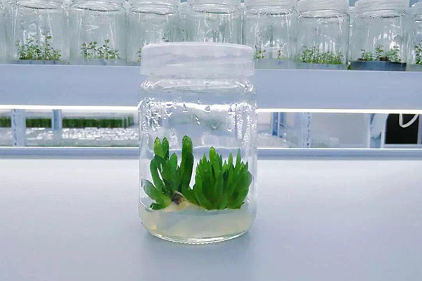植物叼嘿下载视频