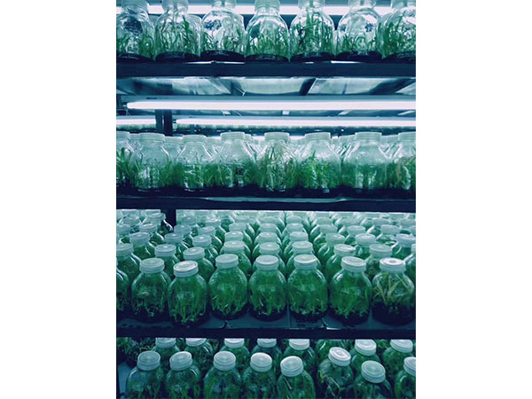 植物叼嘿下载视频