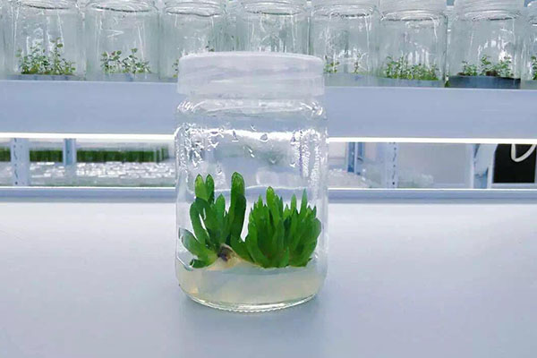 植物叼嘿下载视频