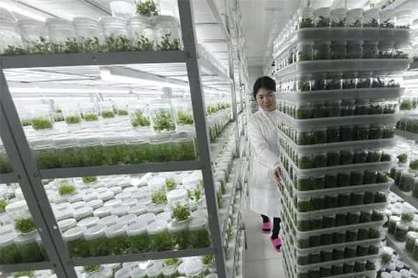 植物叼嘿下载视频