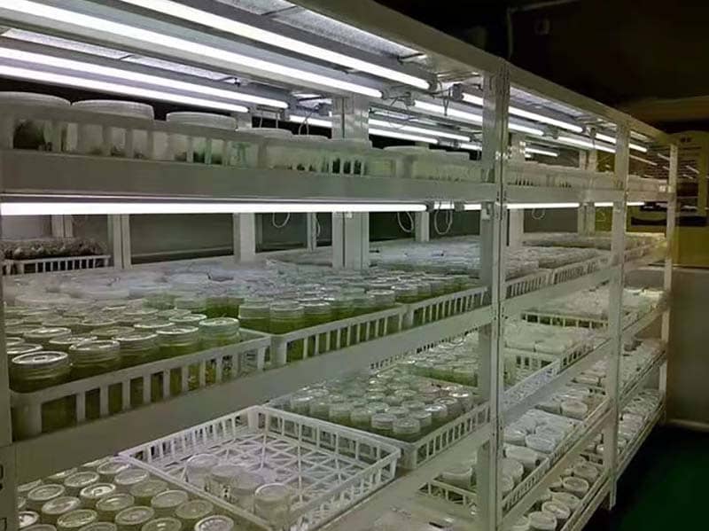 培养架、叼嘿下载视频架、光照培养架