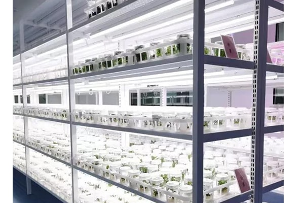 叼嘿下载视频苗瘦弱、徒长原因以及应对措施
