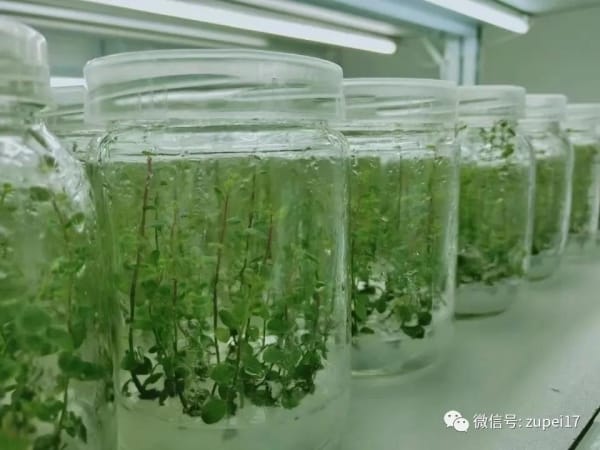 叼嘿下载视频