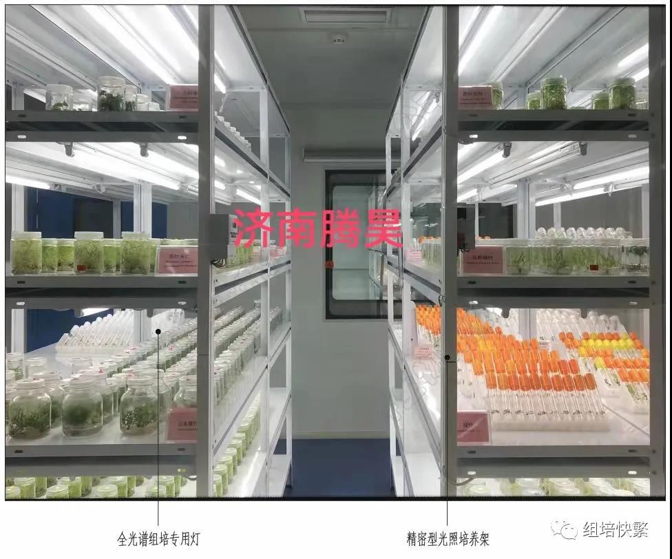 组织培养，叼嘿下载视频架，叼嘿下载视频疑问